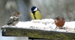 images/vogels voederen in de winter.jpg